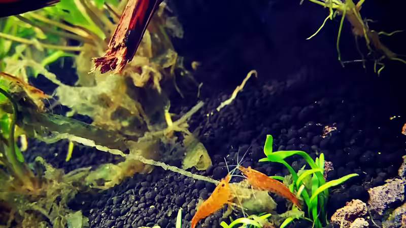 Orange Sakura von Sarah_Schneider (23)