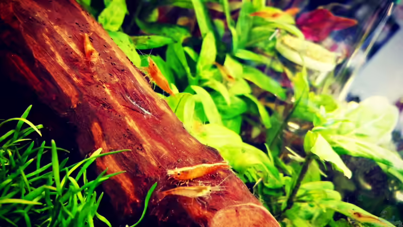 Orange Sakura von Sarah_Schneider (24)