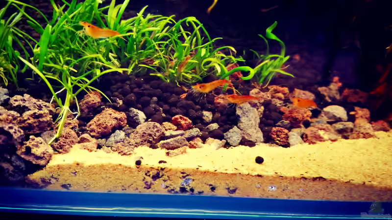 Orange Sakura von Sarah_Schneider (25)