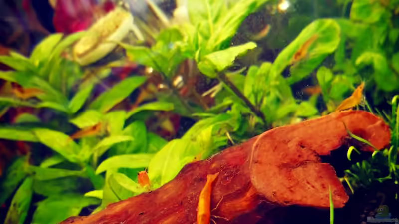 Orange Sakura von Sarah_Schneider (26)