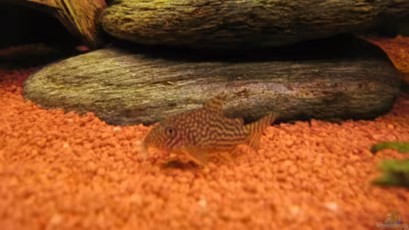 Orange-Schönflossenpanzerwels (Corydoras sterbai) von David Deutschmann (8)