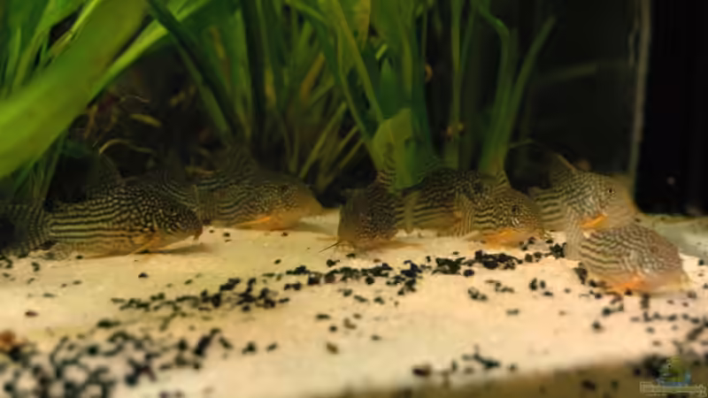 Orange-Schönflossenpanzerwels von Stephan Hansmann (17)