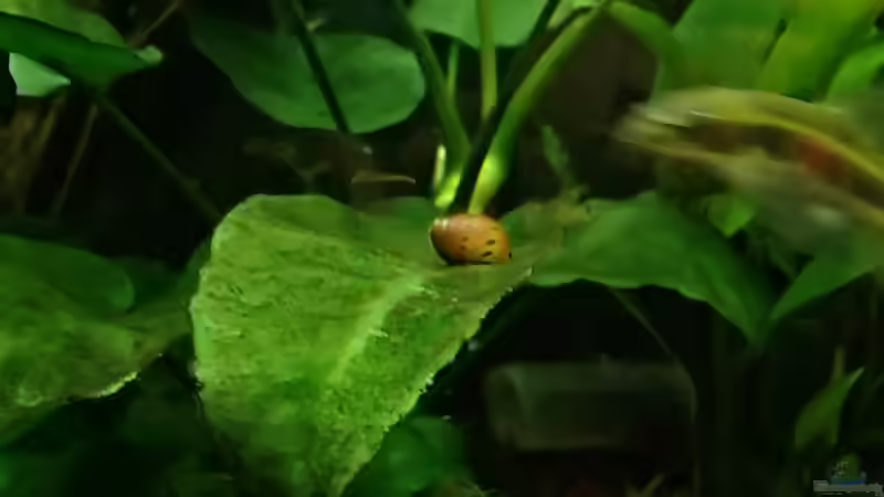 ´Orange Track´ in action und Saugschmerle von Pflanzennarr (37)