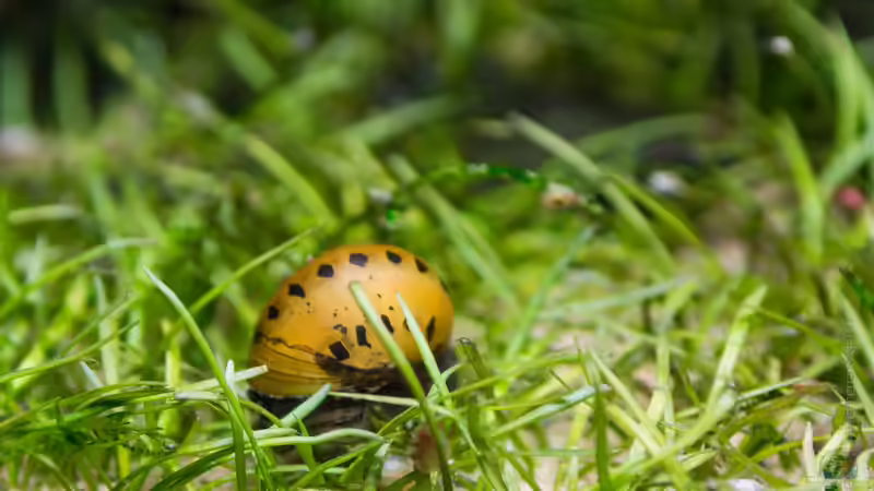 Orange Track Rennschnecke (03.08.15) von Betta Chris (166)