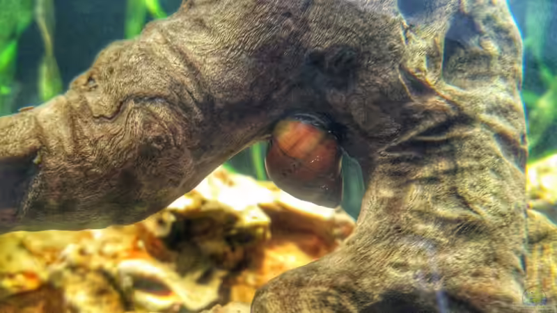 Orange-Track Rennschnecke von Solvin (7)