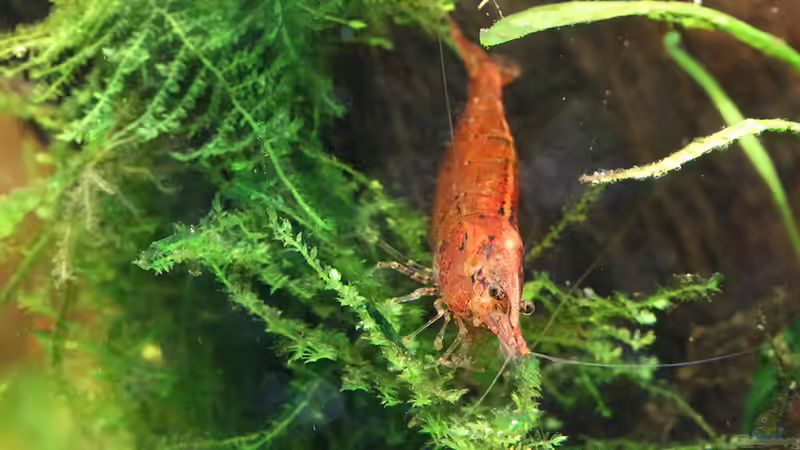 Caridina propinqua im Aquarium pflegen (Einrichtungsbeispiele mit Mandarinengarnelen)