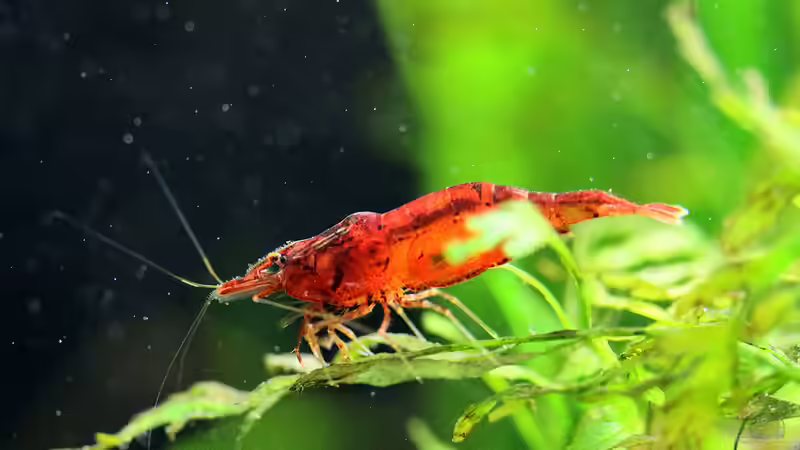 Caridina propinqua im Aquarium pflegen (Einrichtungsbeispiele mit Mandarinengarnelen)