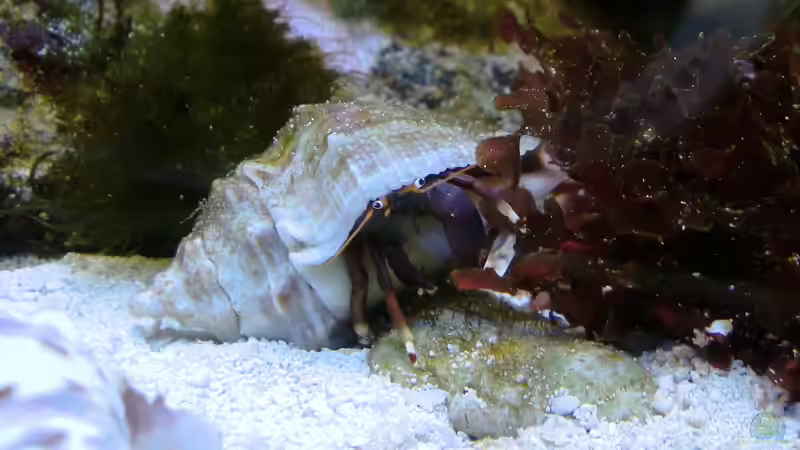 Orangebein Einsiedler von Truthahnmann (100)