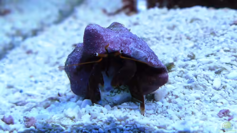 Orangebein Einsiedler von Truthahnmann (96)