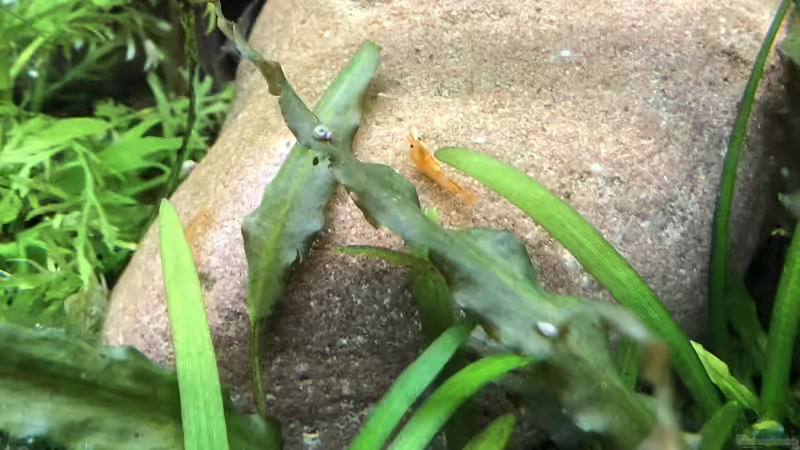 Orangefire von derflo (9)