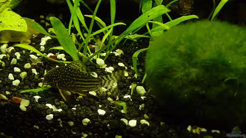 Orangeflossen Panzelwels von Carsten Gutsche (15)