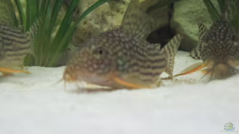Corydoras sterbai im Aquarium (Einrichtungsbeispiele mit Sterbas Panzerwels)