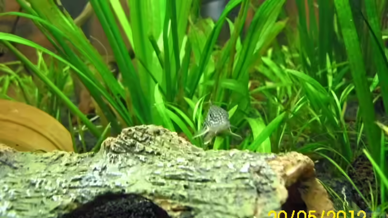 Orangeflossen-Panzerwels von Günther Kröger (61)