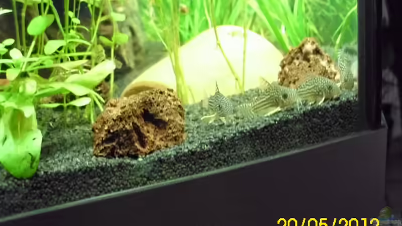 Orangeflossen-Panzerwels von Günther Kröger (62)