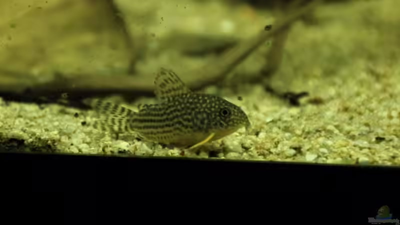 Orangeflossenpanzerwels von Thomas S-H (16)