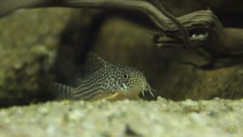 Orangeflossenpanzerwels von Thomas S-H (40)