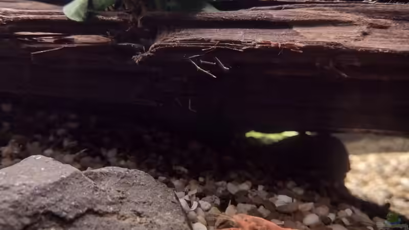 Aquarien mit Cambarellus-Arten (Zwergflusskrebse)