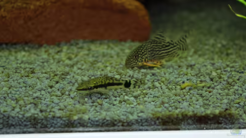 Orangenflossen-Panzerwels und Zwergsaugwels von spektukal (35)