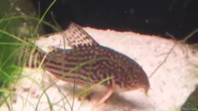 Orangenflossen-Panzerwels von Ralf.SOS (4)