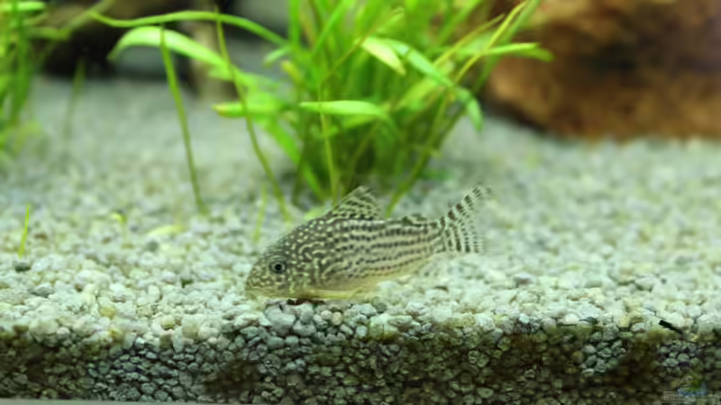 Orangenflossen-Panzerwels von spektukal (26)