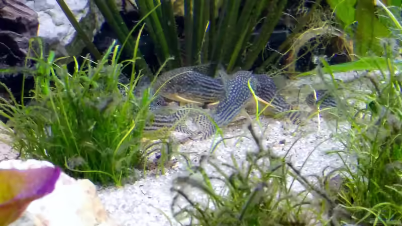Orangenflossenpanzerwels (Corydoras sterbai) von Ravenclaw57 (50)