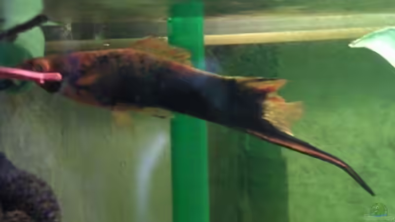 Oranger Schwertträger,schon sehr Alt und schon etwas zerupft von mikael38 (32)