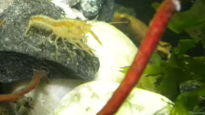 Oranger Zwergflusskrebs (CPO) Männchen von did244 (22)