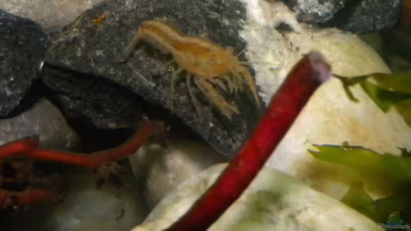 Oranger Zwergflusskrebs (CPO) Männchen von did244 (23)