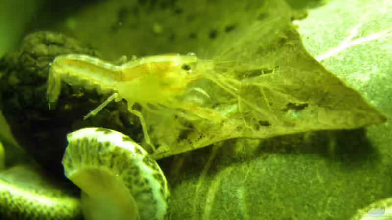 Oranger Zwergflusskrebs (CPO) Männchen von did244 (24)