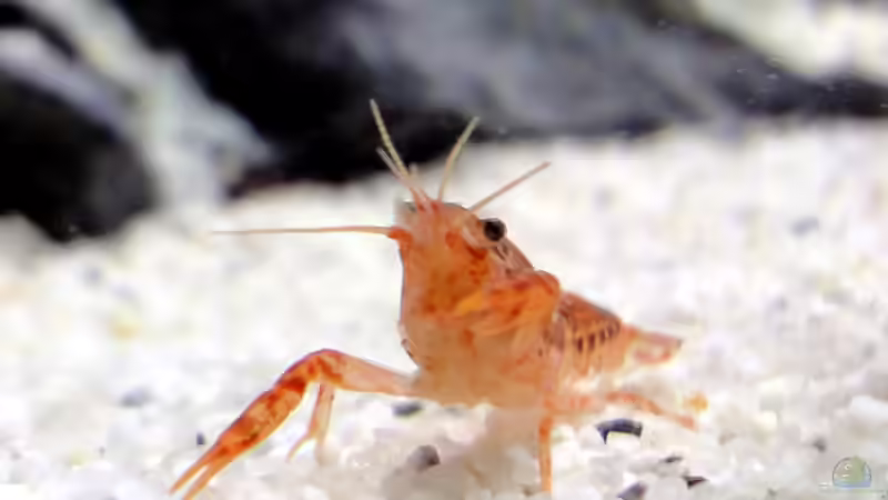 oranger Zwergkrebs von Heidi und Gerhard (7)