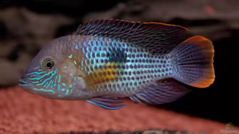 Orangesaumbuntbarsch von panaque67 (6)