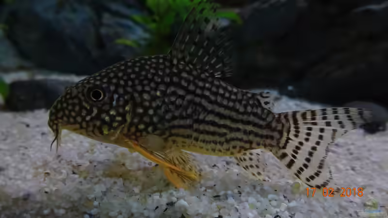 Orangflossen Panzerwels (Corydoras sterbai) von Aqua-Josh (23)