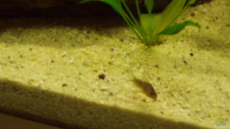 Orangflossen Panzerwels von Ronny Derndorfer (25)