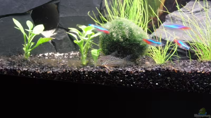 Orangis und Neons von wonderfullworld (4)