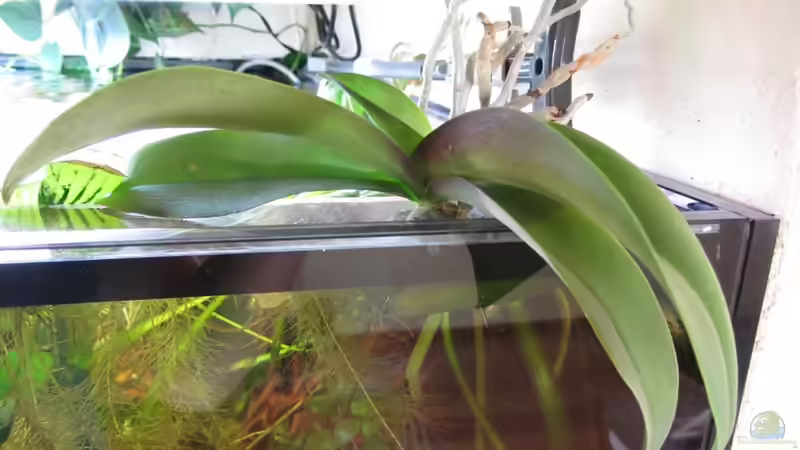 orchidee von Sabrina Plankensteiner (33)