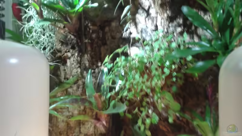 Orchideen, Bromelien, Tillandsien und Co. von Der Südamerikaner (35)