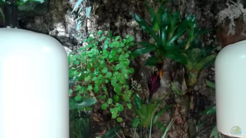 Orchideen, Bromelien, Tillandsien und Co. von Der Südamerikaner (36)