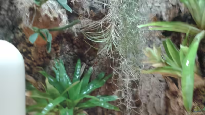 Orchideen, Bromelien, Tillandsien und Co. von Der Südamerikaner (38)