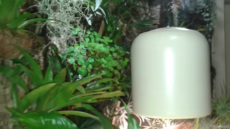 Orchideen, Bromelien, Tillandsien und Co. von Der Südamerikaner (39)