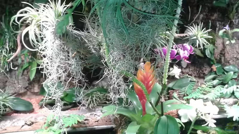 Orchideen, Bromelien, Tillandsien und Co. von Der Südamerikaner (40)
