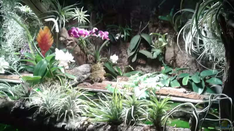 Orchideen, Bromelien, Tillandsien und Co. von Der Südamerikaner (46)