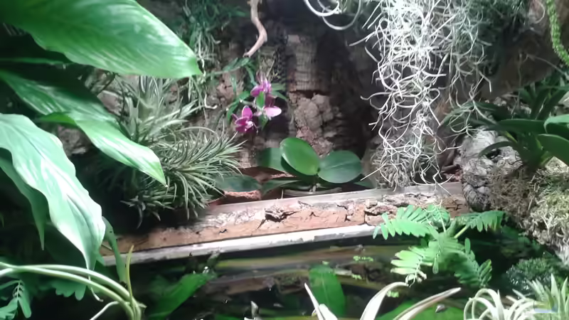 Orchideen, Bromelien, Tillandsien und Co. von Der Südamerikaner (47)