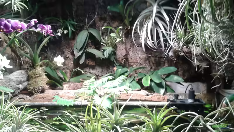 Orchideen, Bromelien, Tillandsien und Co. von Der Südamerikaner (48)