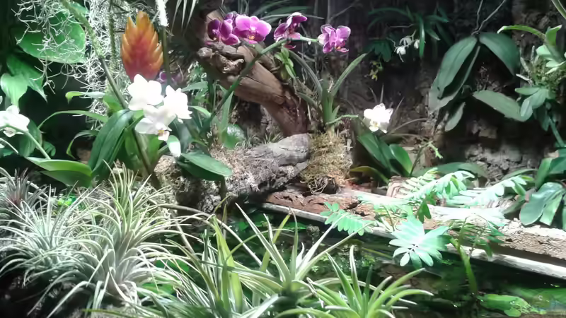 Orchideen, Bromelien, Tillandsien und Co. von Der Südamerikaner (49)