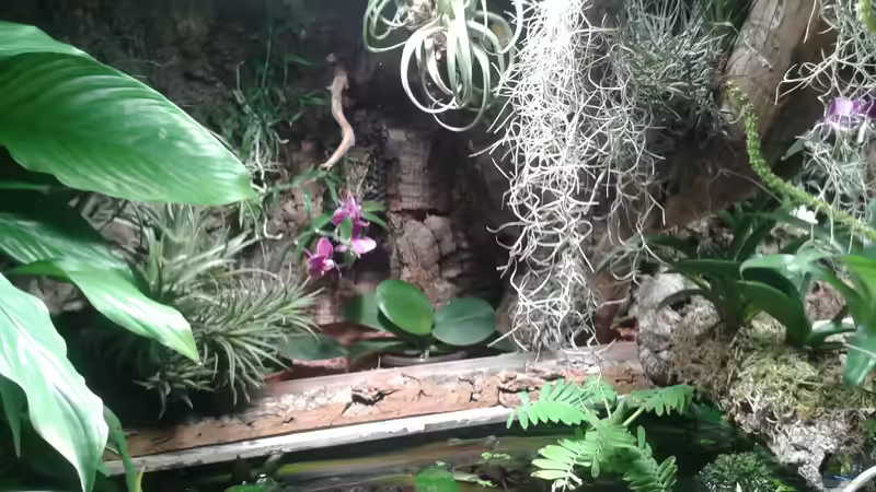 Orchideen, Bromelien, Tillandsien und Co. von Der Südamerikaner (52)