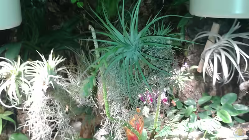 Orchideen, Bromelien, Tillandsien und Co. von Der Südamerikaner (53)