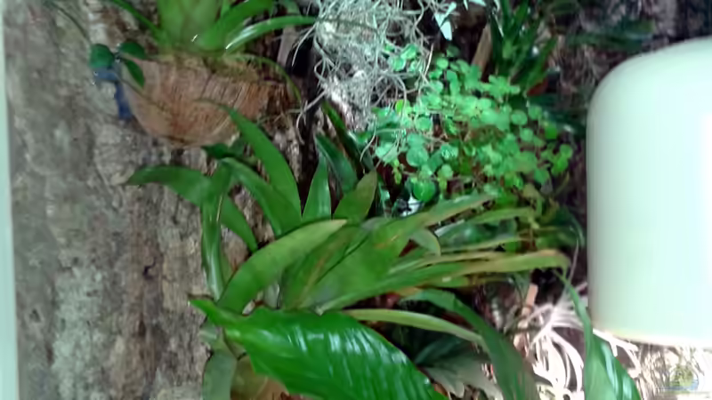 Orchideen, Bromelien, Tillandsien und Co. von Der Südamerikaner (54)