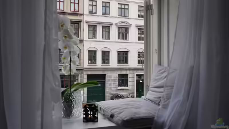 Orchideen richtig gießen: Was ist richtig und falsch?