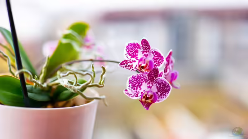 Orchideen richtig gießen: Was ist richtig und falsch?