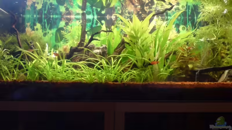 Ordentlicher wuchs ;) von Unterwasser-BigBrother (1)